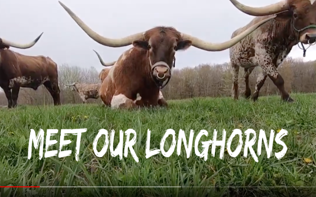 Meet the Longhorns