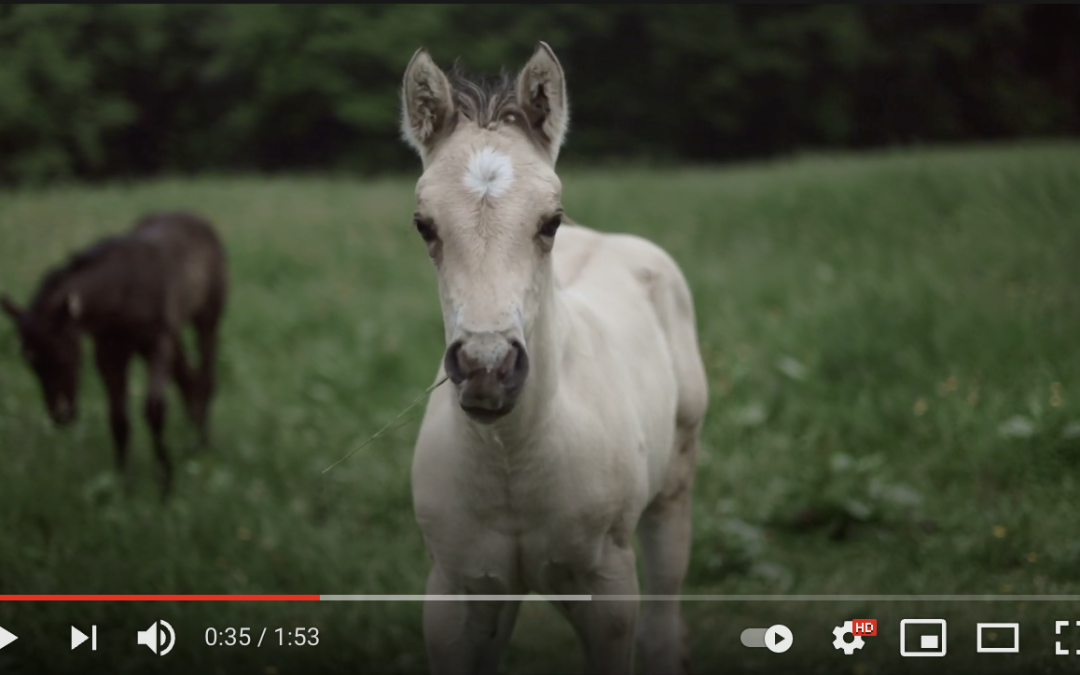 Foal Videos