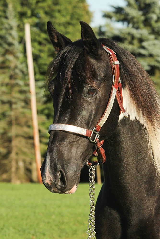 HORSE-Chico2